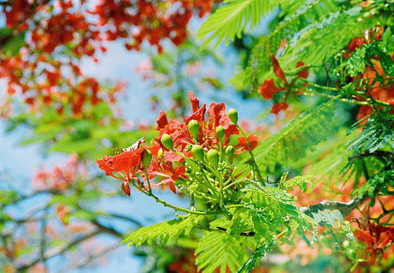 Hai Phong Ouverture du Festival des fleurs de flamboyant rouge 2016