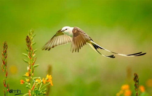 Exposition de photos sur la beauté sauvage