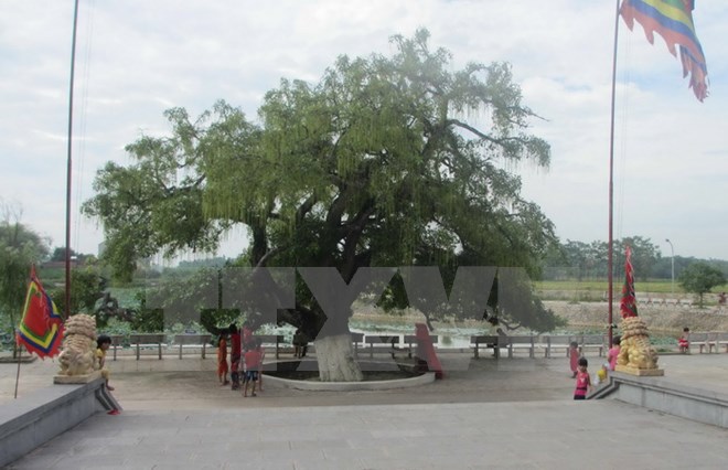 Vinh Phuc un arbre pluriséculaire classé au patrimoine