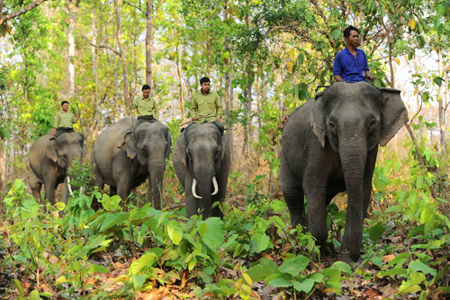 Quang Nam  Bientôt la Semaine de la conservation des éléphants