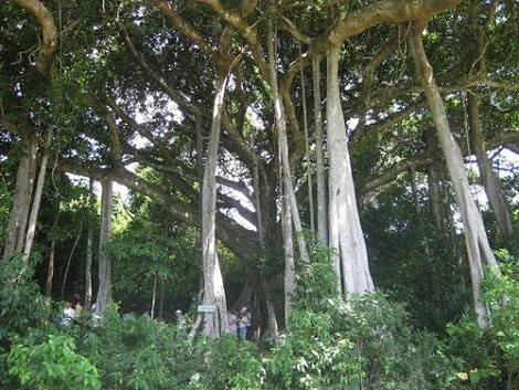Un banyan séculaire attire les curieux à Quang Ngai