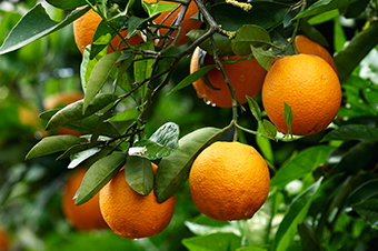 Hoa Binh prépare la 2e fête de l’orange de Cao Phong