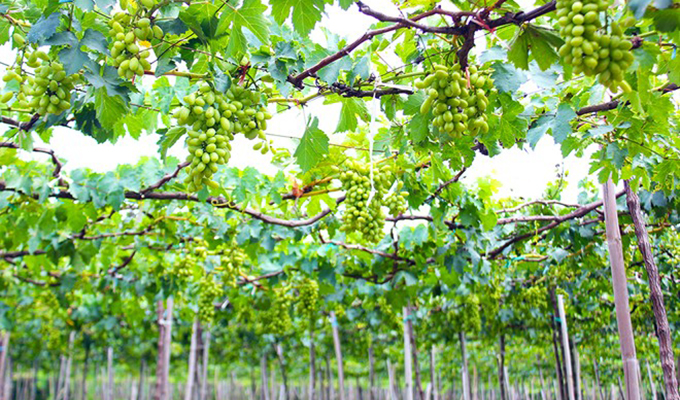 Ninh Thuân est prête pour la Fête de la Vigne et du Vin 2016