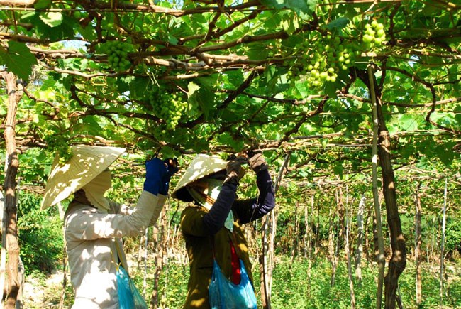 Ninh Thuan Ouverture de la foire du raisin, du vin et des produits alimentaires