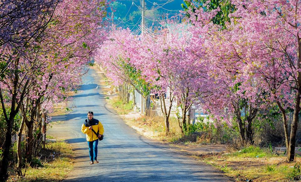 Da Lat prépare la première fête de la fleur de cerise