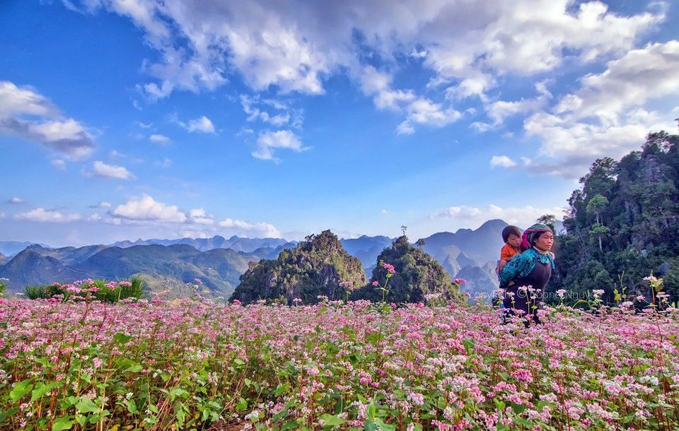 Ha Giang prête pour la 2e fête des fleurs de sarrasin