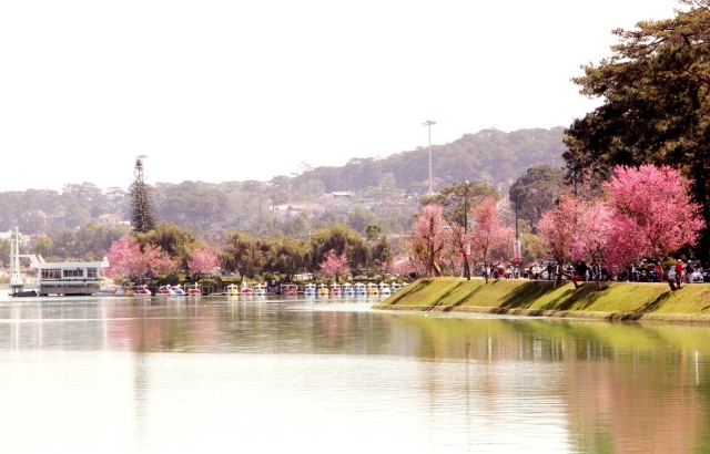 Da Lat Organiser pour la première fois la fête des cerises d abricot