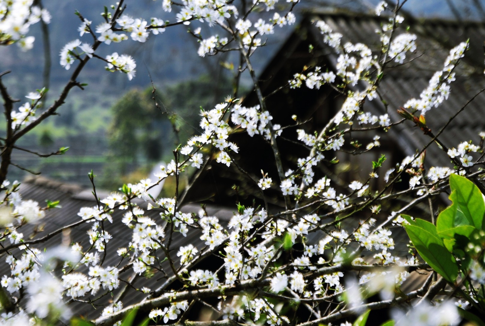 Rendez-vous à la 5e fête de la fleur de bauhinie 2017 à Diên Biên