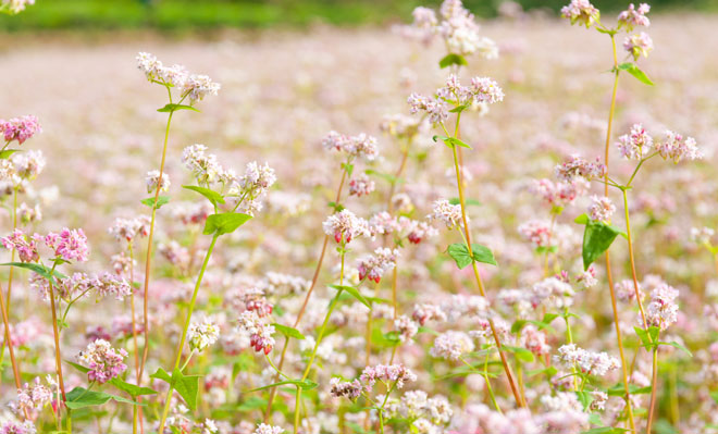 Profitez des fleurs de sarrasin dans les rues piétonnes de Hanoi