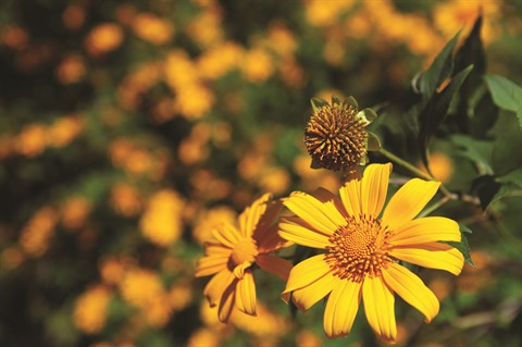 Il est temps d’aller admirer les fleurs au Nord-Ouest