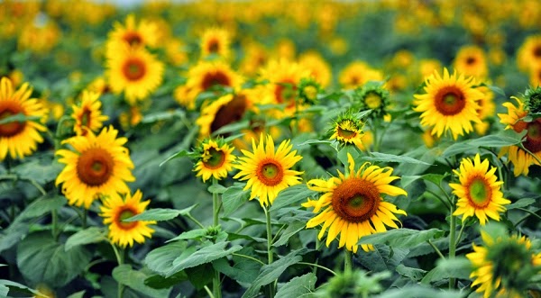 Nghê An prête pour le 1er Festival des fleurs de tournesol
