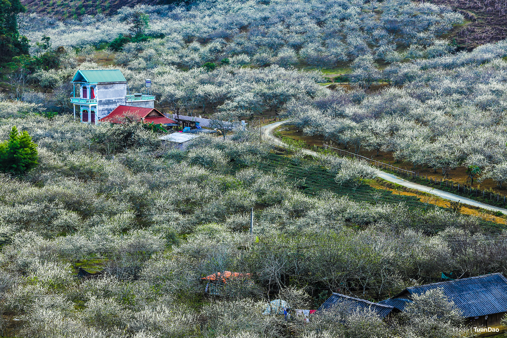 Môc châu, le paradis des fleurs