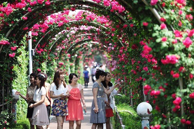Bientôt la Fête des roses de la Bulgarie à Hanoi