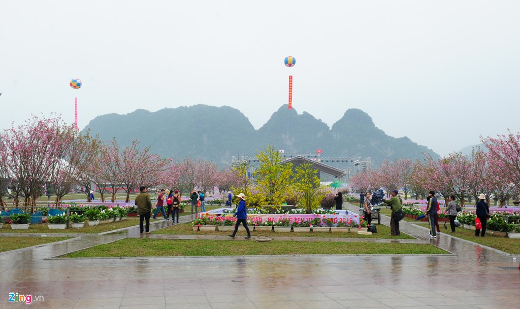 Quang Ninh bientôt la Fête du cerisier et de l abricotier de Yên Tu