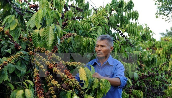 Le 6e Festival du café de Buon Ma Thuot prévu pour mars 2017