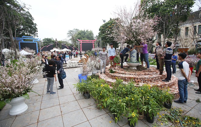 Fête des cerisiers en fleurs à Hanoï, symbole de l amitié Vietnam-Japon