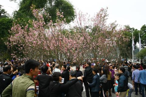 Des fleurs de cerisier japonais seront présentées à Hanoi