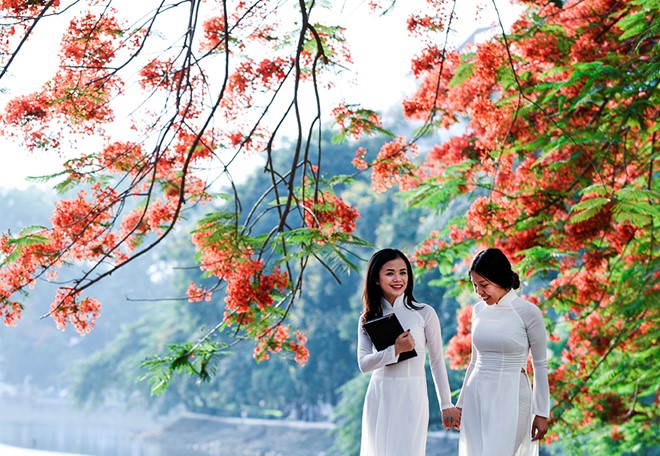 Festival des flamboyants rouges à Hai Phong