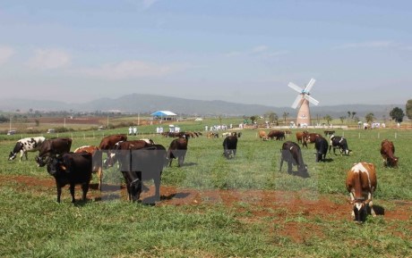 Ho Chi Minh-Ville prête à élargir ses relations de coopération avec la Biélorussie