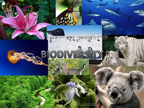L’ambassade de France au Vietnam célèbre la biodiversité