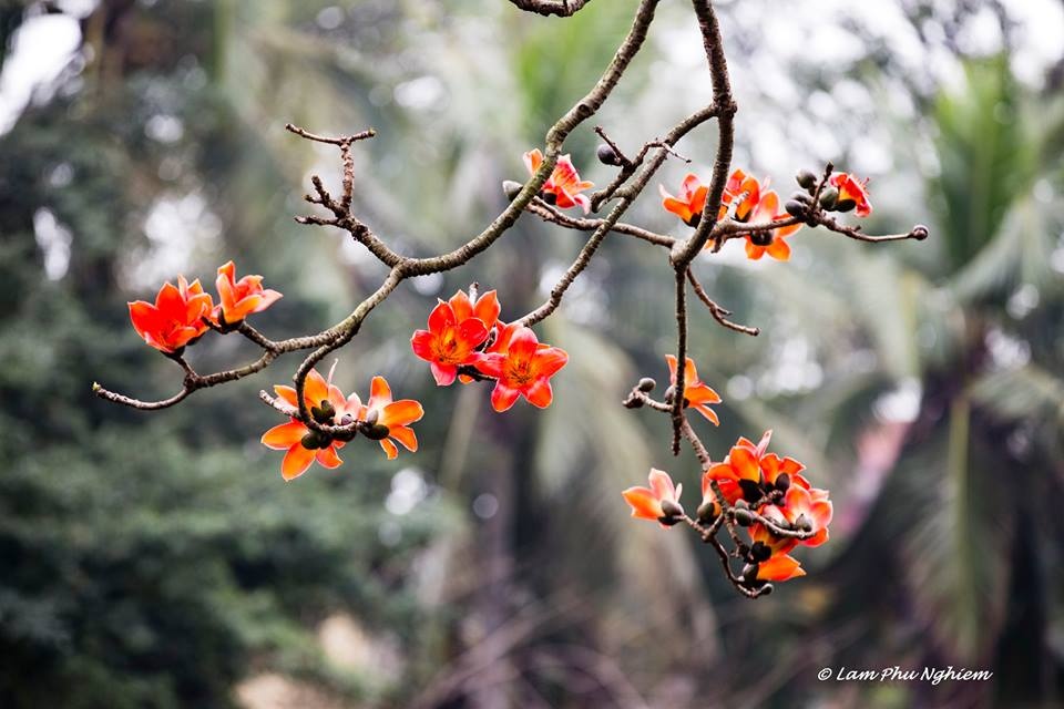 Le kapokier, la beauté culturelle de la campagne du Nord Vietnam
