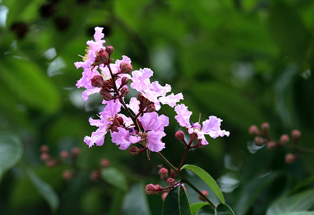 Hanoi à la saison des fleurs Bang Lang