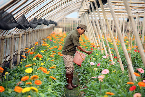 Prochaine exposition de l’horticulture et de la floriculture à Hô Chi Minh-Ville