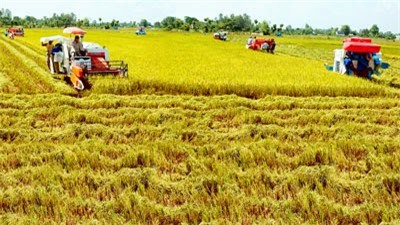 FAO le Vietnam parmi les 5 premiers producteurs mondiaux de riz