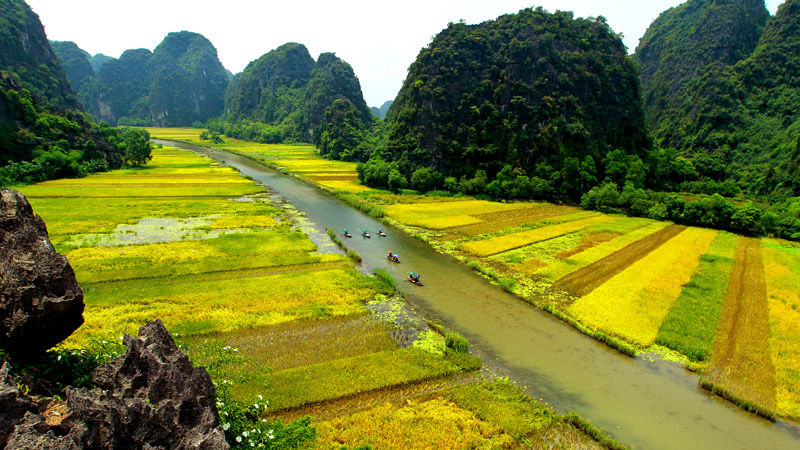 La beauté de la saison du riz mûr de la baie d’Halong sur la terre