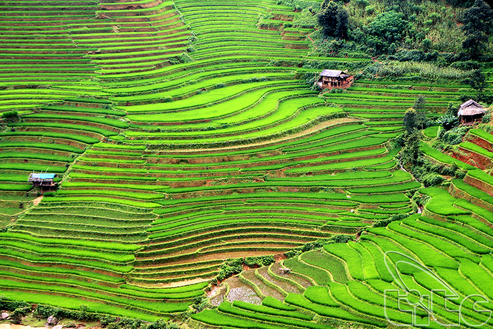 En septembre, les rizières en terrasses à Mu Cang Chai sont à l’honneur