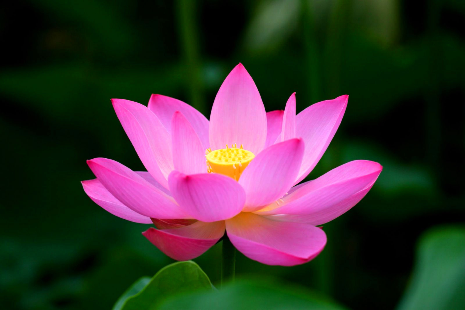 Dông Thap est prêt pour la Fête des fleurs de lotus