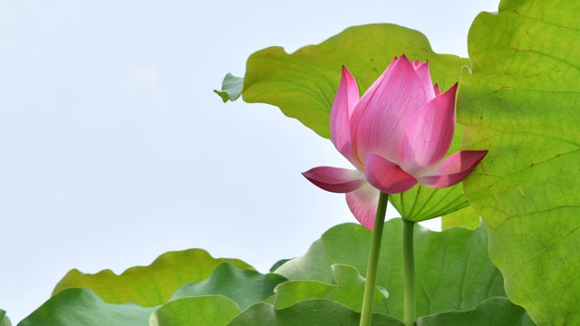 Le lotus et les montagnes de marbre Ngu Hành Son sur le timbre postal saluant l’Année APEC-2017