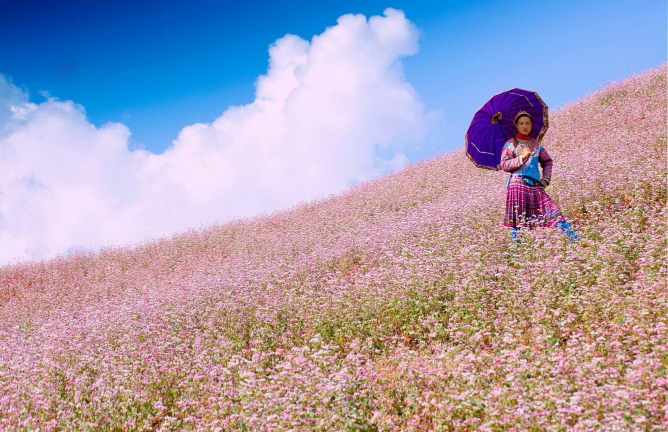 Ha Giang  bientôt la 3e édition de la Fête des fleurs de sarrasin