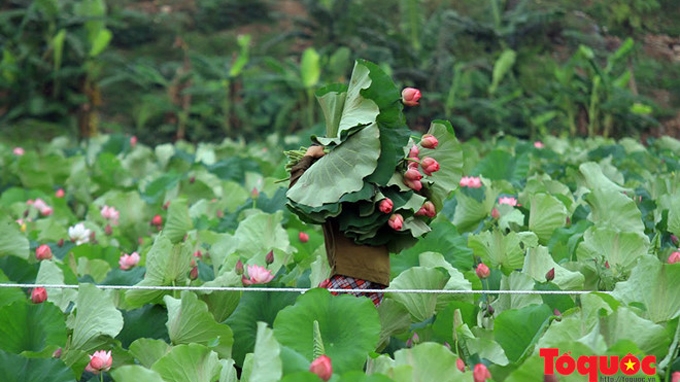 Hanoi  Le thé au lotus s’introduit dans les circuits touristiques au lac de l’Ouest