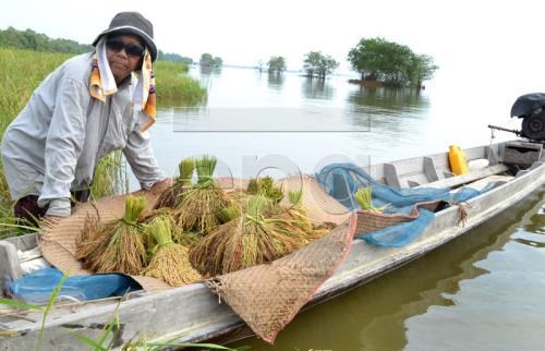 Thaïlande des mesures visent à stabiliser les prix du riz