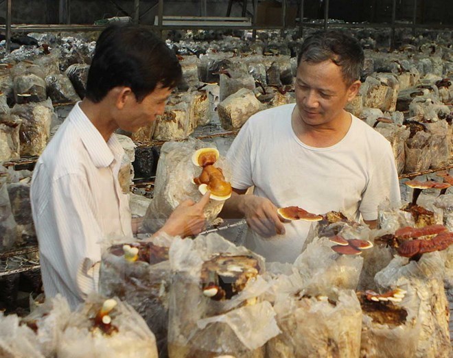 Ouverture du congrès mycologique asiatique 2017 à Hô Chi Minh-Ville