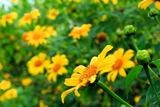 Gia Lai  Bientôt de la fête des fleurs de tournesol sauvage de Chư Đăng Ya