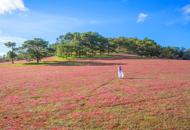 A la découverte des prairies d herbes roses à Da Lat