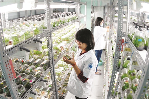 HCM-Ville le secteur agricole réalise une valeur de production de plus de 8 500 milliards de dôngs