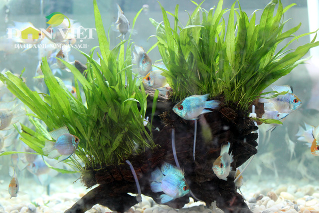 Hô Chi Minh-Ville les exportations de poissons d’ornement sont au beau fixe