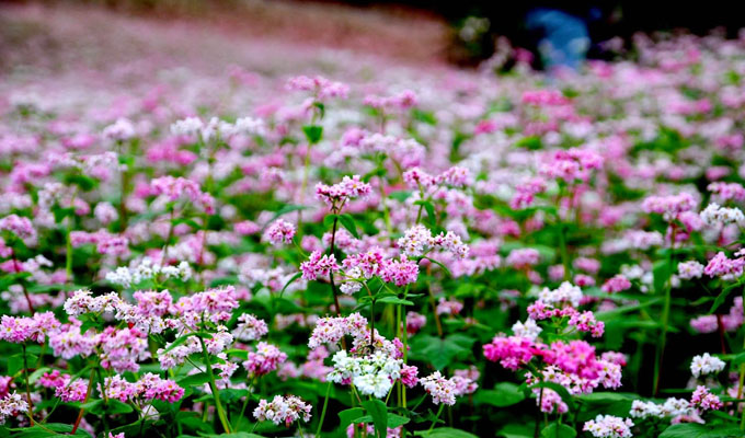 Ha Giang  Ouverture de la fête des fleurs de sarrasin 2017