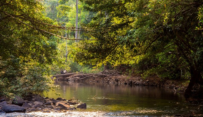 Protection des forêts L’UE octroie au Cambodge 3,3 millions de dollars