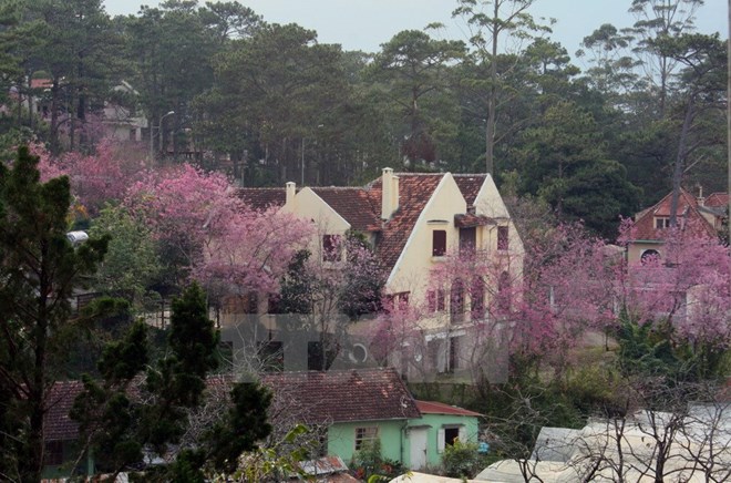 Bientôt un Festival des fleurs de cerisiers Da Lat