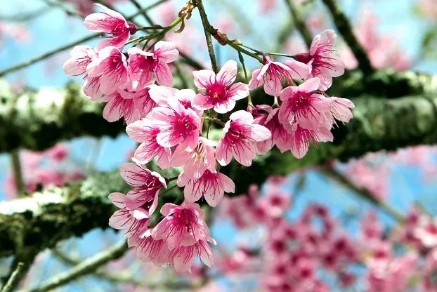 Da Lat à la saison de la floraison des abricotiers-cerisiers Mai anh dao