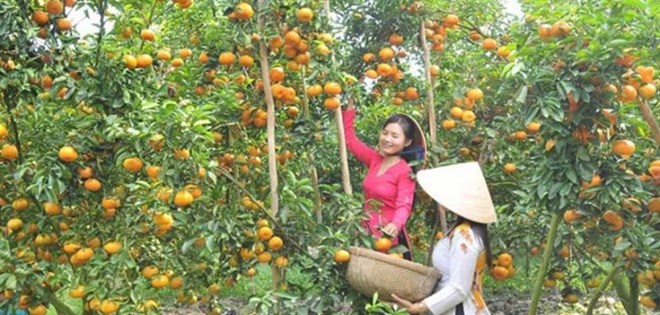 Les fermes de mandarine de Dong Thap prêtes à accueillir les visiteurs du Tet