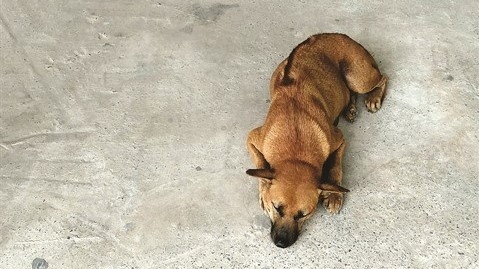 Le chien de Phu Quôc, une fierté du Vietnam