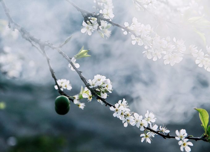 Le haut-plateau de Môc Châu à la saison de la floraison des pruniers