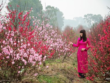 Au village de Nhât Tân, les fleurs de pêcher de toujours sourient au vent de l’Est