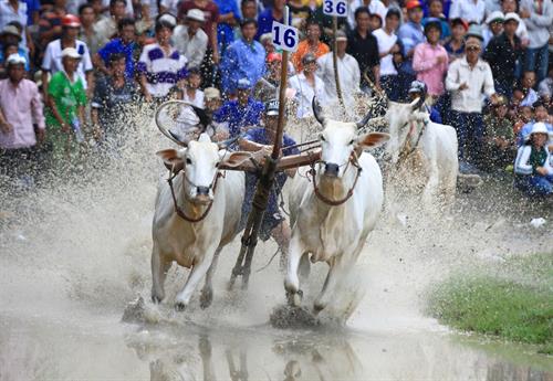 An Giang  Le festival de courses de vaches Bay Nui des Khmers