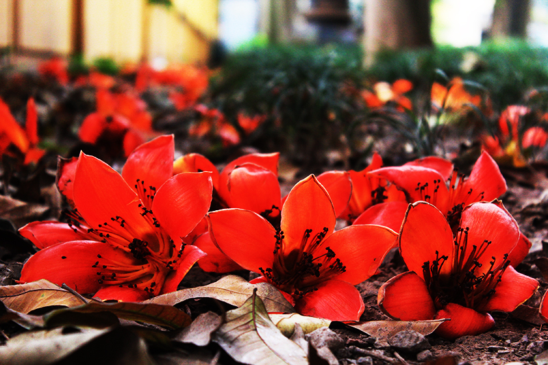 Quand les kapokiers fleurissent dans les rues de Hanoi